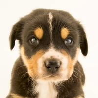 amdog food delivery
