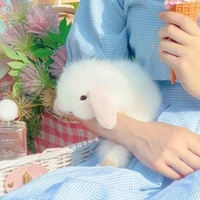 Tác giả hóa thỏ:3