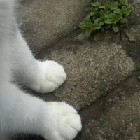 t/g cuteo