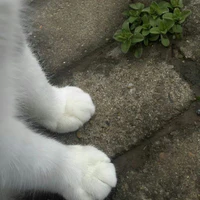 t/g cuteo