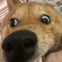 Bủh bủh lmao