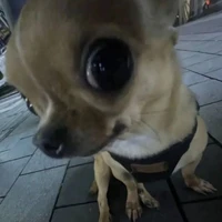 Tác giả thích ngược