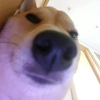 Tg nèeee