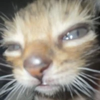 t/g nì