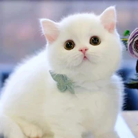 Đậu Đậu