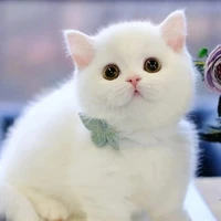 Đậu Đậu