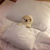 Zenis buôn nón bảo hiểm