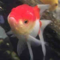 Thảo Yên (bff Nghi)