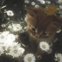 〖𝐊𝐚𝐣𝐨𝐮𝐮_𝐒𝐢𝐦𝐩𝐇𝐢𝐡𝐚〗