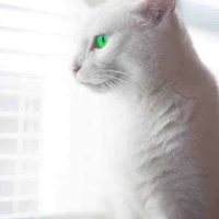 Mimi °Mèo°
