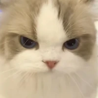 Yêu mèo (khán giả)