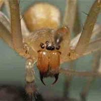 All Nhện Túi Vàng