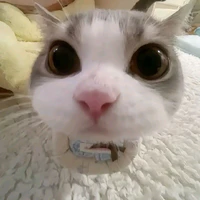 Shin lườiiiiiiii