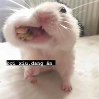 hệ thống ( 419) chuột