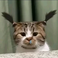 Ghệ mới><