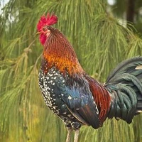 con cock