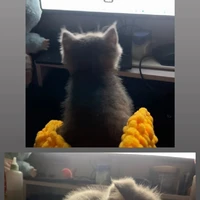 Cá đayyy