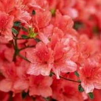 All Trường Minh Tông