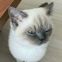 Tác giả siêng năng😋