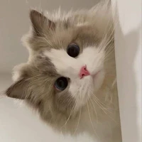 Em khi dạng mèo