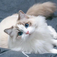 cừu