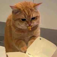 jihoon nhưng mà là mèo