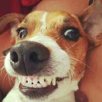 harem của Via( dog)