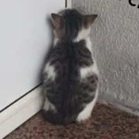 tg đang lăn lộn với Toán,Văn,Anh