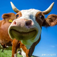 con bòa 🐮