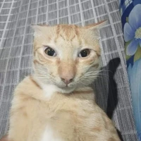 Zin zi bay tới đây🐧