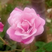 🥀Rosse💗(author)