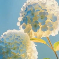 Nhân vật bí ẩn nam, nữ 