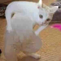 T/g cute phô mai que