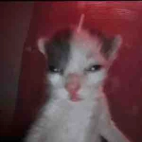 giáo viên bị điên😭🫰