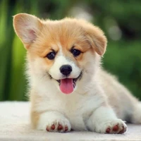 Cà Ri 🐶