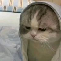 tác giả đâyy
