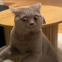 Quần chúng chứ hok phải cha