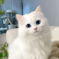 Hùng ở dạng thú