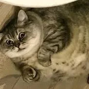 tg - mèo kitty