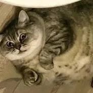 tg - mèo kitty