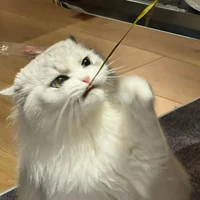 DiuDiu
