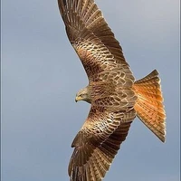 Ưng Quyên Quyên - hình thú