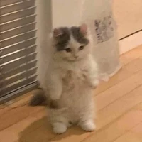 mèo shiro