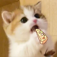 mèo choco
