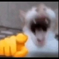 mèo picho