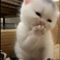 Tác giả dayy