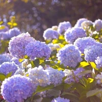 Đội thám tử nhí