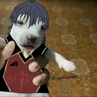các nvp