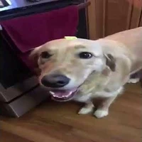 butdog
