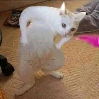 tác giả quý mến